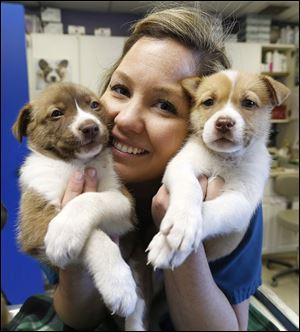 Michelle Lawrence, animal-care supervisor for the Toledo Area Humane Society, holds two of the three husky-mix puppies at the Maumee shelter. All three puppies will be in foster care for two weeks and then be available for adoption.
