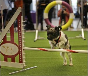 Alfie, a mixed breed, demonstrates his mastery of an agility test during a news conference in New York, today.