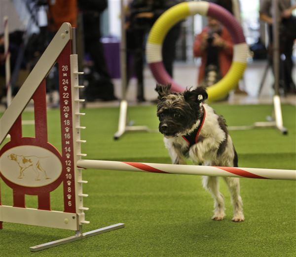 Westminster dog show adds event with mixedbreeds The Blade