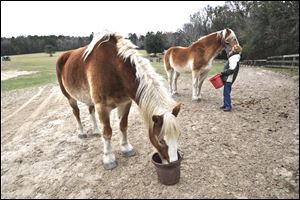 Elaine MacNamara feeds a carrot to a rescued horse as another feeds itself.