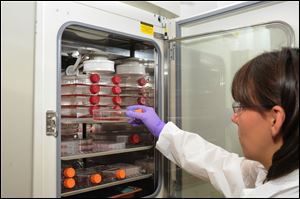 A researcher places HeLa cells in an incubator at 37 degrees Celsius at a lab at the National Cancer Institute in order for them to multiply. The cancerous cells, originally taken from Henrietta Lacks in 1951 without her knowledge or consent, were the first human cells that could be grown indefinitely in a laboratory.