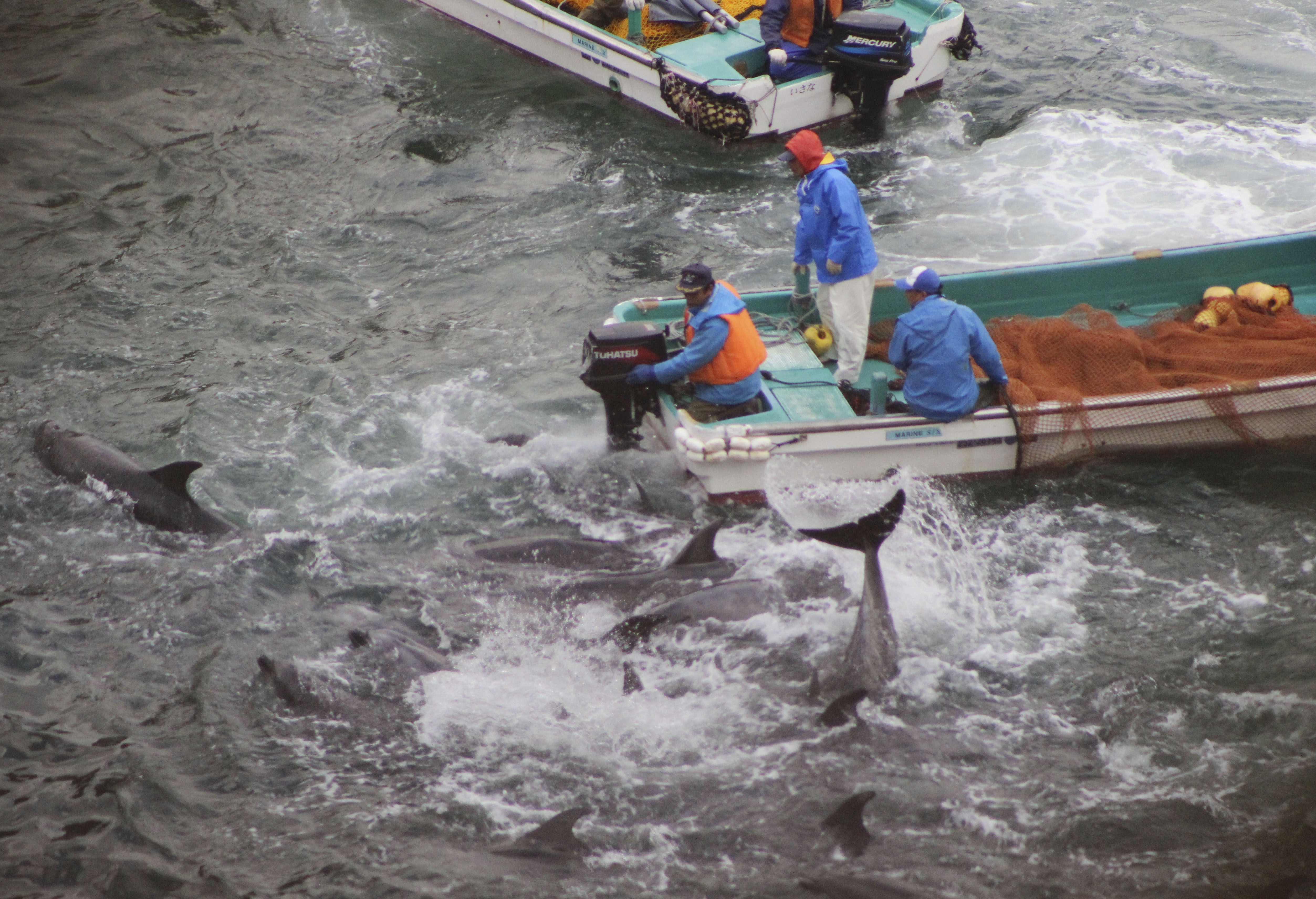 捕鲸杀豚 “日本文化”背后的血腥故事