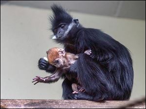 Tam, a baby male Francois' langur monkey, tries to escape the grasp of his mother, Ashes, in the Primate Forest area at the Toledo Zoo. Tam is a week old.