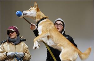 Zoo employee Tara Thompson, right,  encourages Tawny, a 1-year-old dingo, to leap while training the animal for a new show that will be available for school groups. Stacy Burhart is at her left.