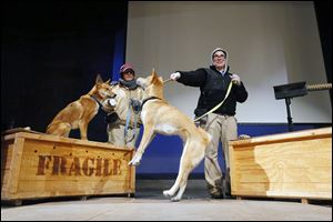 Zoo employees Stacy Burhart, left, and Tara Thompson train 1-year-old Australian dingoes Indigo, left, and Tawny, who came to the Toledo Zoo originally as part of last year’s ‘Wild Walkabout’ exhibit.
