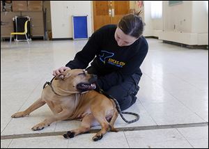 Laura Simmons of the Lucas County Canine Care & Control plays with Butterball,  one of the Fearing Six ‘pit bulls’ rescued last year. Butterball will be going to the Lucas County Pit Crew.