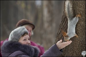 A squirrel gets food form women  in Moscow's 