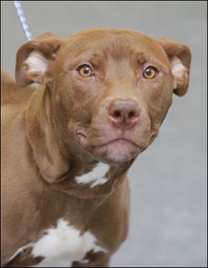 Kiki, a one year-old female pit bull mix, is now available for adoption at the Lucas County Canine Care and Control center.