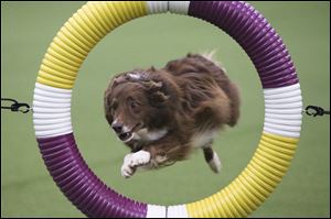Rapture a Border Collie clears the tire obstacle during the Masters Agility Championship at Westminster staged at Pier 94, Saturday, Feb. 8, 2014, in New York. The competition marks the first time mixed-breed dogs have appeared at Westminster. (AP Photo/John Minchillo)