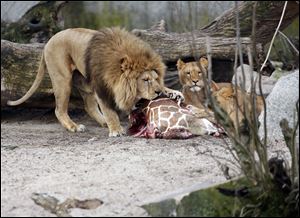 The carcass of Marius, a male giraffe, is eaten by lions after he was put down in Copenhagen Zoo on Sunday.