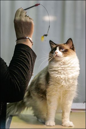 Texas resident and cat judge Karen Stinson tests a cat’s reaction to toys during the last My Stormy Valen-tine show in Maumee in 2009.