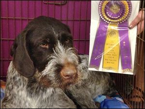 Truth Be Told, or Trudie, a 3-year-old German wirehaired pointer, took best in breed at the Westminster. Trudie was bred and trained by Lisa Minnick at Harvest Meadow Kennels in Delta. Ms. Minnick and Alice Robie Resnick of Ottawa Hills are co-owners.