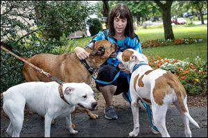 Lucas County Pit Crew Executive Director Jean Keating, with her dogs Milo, center, Wendy, left, and Chief, is troubled by the number of dogs being killed for food guarding at the local pound. ‘It makes me sad that our community isn’t willing to step up and take these dogs into rescue situations where they could be turned around and adopted out,’ she says.
