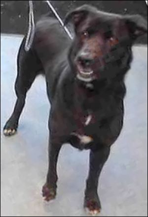 Malysh, a Lab mix, was surrendered to Lucas County Canine Care & Control when his owner could no longer care for him. He was later killed for displaying food aggression.
