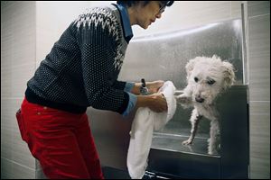 Sharon Fong gives her schnoodle, Bexley, a bath in the spa at her complex in Minneapolis. More complexes are offering options for canine comfort, a change from the days of putting dog owners in a far-flung corner of a building or not letting pooches in at all.