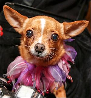 Cutie is decked out for the fund-raiser. Proceeds from the event will help pay veterinary bills. 