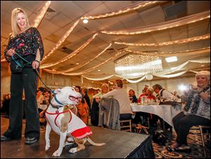 Staci Leupp walks Monty down the runway  during ‘Puttin’ on the Glitz for Cutie and the Pits’ on Saturday at Central Park West in Sylvania Township. All of the dogs were available for adoption.