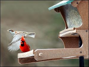 A male cardinal enjoys his dinner as a house sparrow flies by.