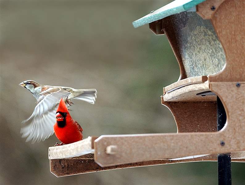 nbr-wart28p-1-cardinal-sparrow
