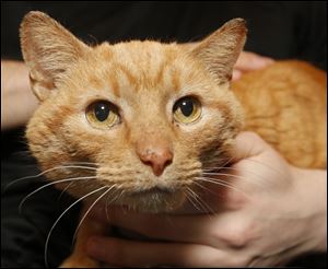 Piper, an elderly orange cat, spent several days stuck in a drain pipe in January at Donnell Middle School in Findlay. Rescuers had to dig up the pipe and cut it to free the feline.