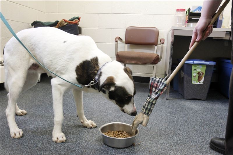 Freefeeding to start at once for dog shelter’s food guarders Toledo Blade