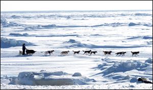 Musher Michelle Phillips of Tagish, Yukon Territory, Canada, makes the final push in the 2013 Iditarod, on the Bering Sea  for the finish line outside Nome, Alaska.
