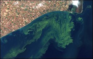 An Oct. 5, 2011, file satellite photo provided by NASA shows algae blooms on Lake Erie.