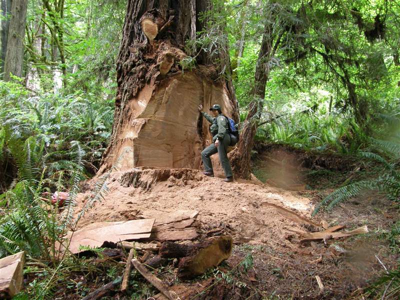 Redwood-Poachers
