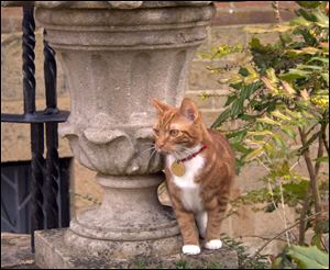 Jock VI, the new kitten who has taken up residence at Sir Winston Churchill's former country home of  Chartwell southern England to honor a request made by the ex-prime minister and his family.