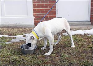 Bella, a female ‘pit-bull’ mix, above, eats from her bowl outside Lucas County Canine Care & Control. Bella is now in the center’s  free-feeding program.