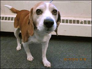 A 5-year-old beagle mix, at right, is the first dog to go to the Prisoners Helping Dogs program to receive behavior modification to stop food-guarding behavior. 