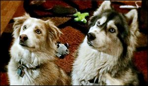 Bugger, left, and Nala were found responsible for killing two show-quality pigs in May, 2013.  The dogs’ owners have challenged the Michigan Dog Law of 1919, which says their dogs must be euthanized.