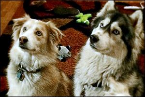 Bugger, left, and Nala were found responsible for killing two show-quality pigs and injuring a third in May, 2013. The owners of the dogs have challenged the constitutionality of the Michigan Dog Law of 1919, which says their dogs must be euthanized.