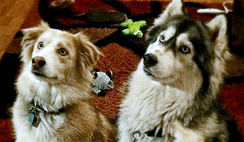 2 Sylvania Township dogs are granted stay of execution The Blade