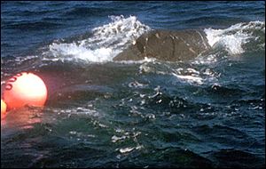 A humpback whale is seen entangled in fishing gear.