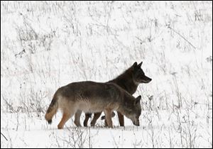 “I wouldn’t be shocked at all to see [coyotes] going after pigs or sheep,” Stewart Grove said. 