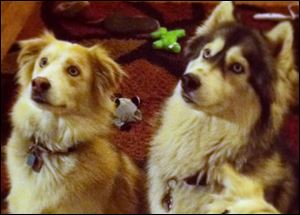 Dogs, Bugger, left, and Nala, upper right. These two dogs were found responsible for killing two show-quality pigs and injuring a third in May 2013. 