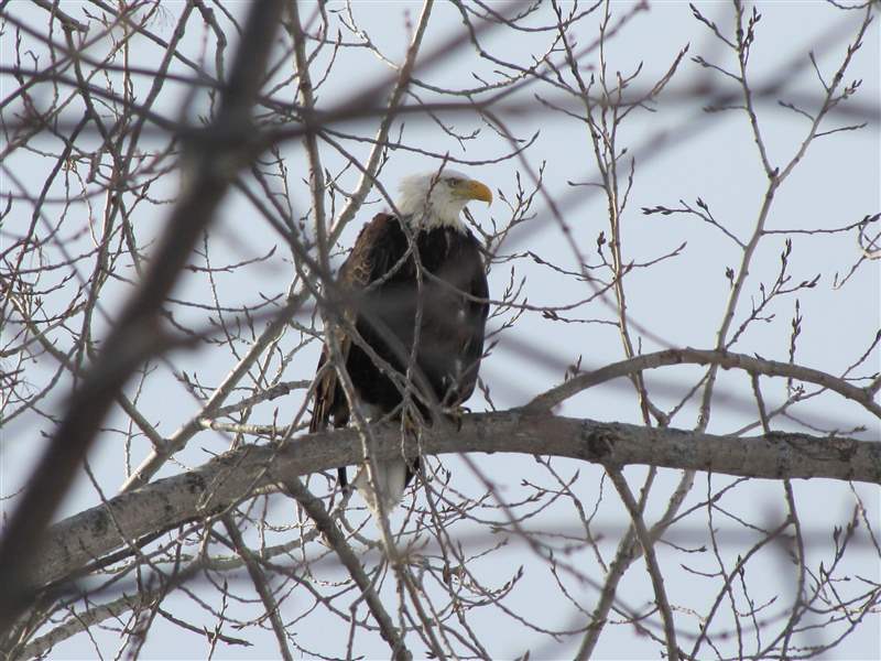 Bald eagle sightings no longer such a rare treat The Blade