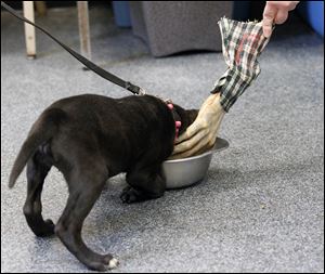 A Lab mix puppy takes a SAFER test of a dog’s tendencies as a ‘food guarder.’  The puppy froze and growled. At the Lucas County shelter, 677 of 3,343 dogs were killed for poor SAFER scores from late February, 2013, to Dec. 31.