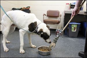 A dog sniffs the rubber hand, which is pulling away its food dish during a SAFER test in February, 2012. Its purpose is to determine whether a dog is a ‘food guarder.’ This dog, Scooby, passed the test.