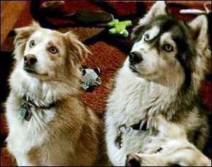 The Juhaszes’ dogs, Bugger, left, and Nala are accused of killing two show-quality pigs and injuring a third, all owned by Stephanie Sonnenberg of Bedford Township, in May, 2013.