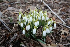 Galanthus, or snowdrops as they are more commonly known, peek through the soil at the 577 Foundation in Perrysburg. The first day of spring is today, even if the temperatures feel anything but springlike.