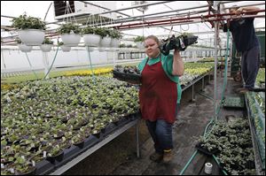 Kimberly Tippin of Holland carries trays of flowers inside a greenhouse at Tom Strain & Sons and Daughter Too Farm Market and Garden Center in Toledo in preparation for the garden center’s opening day on April 12.