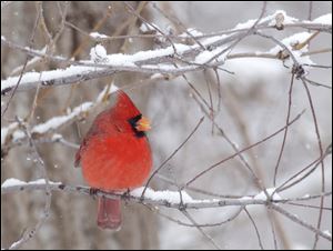 Cardinals are aggressive birds that may think they’re protecting their territory  when they fly into their reflection. 