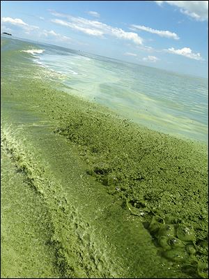 Photo of algae in Lake Erie shown in the wake of a boat.