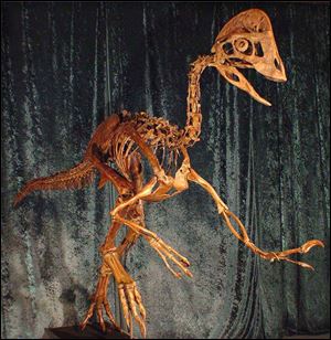 The birdlike dinosaur, Anzu wyliei, was 7 feet tall and weighed about 500 pounds when it roamed the Dakotas about 66 million years ago. Employees nicknamed the creature ‘the chicken from hell.’