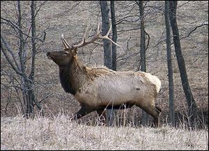 Kentucky’s elk population has grown since 1997, amassing nearly 14,000. It’s the largest herd east of the Mississippi River.