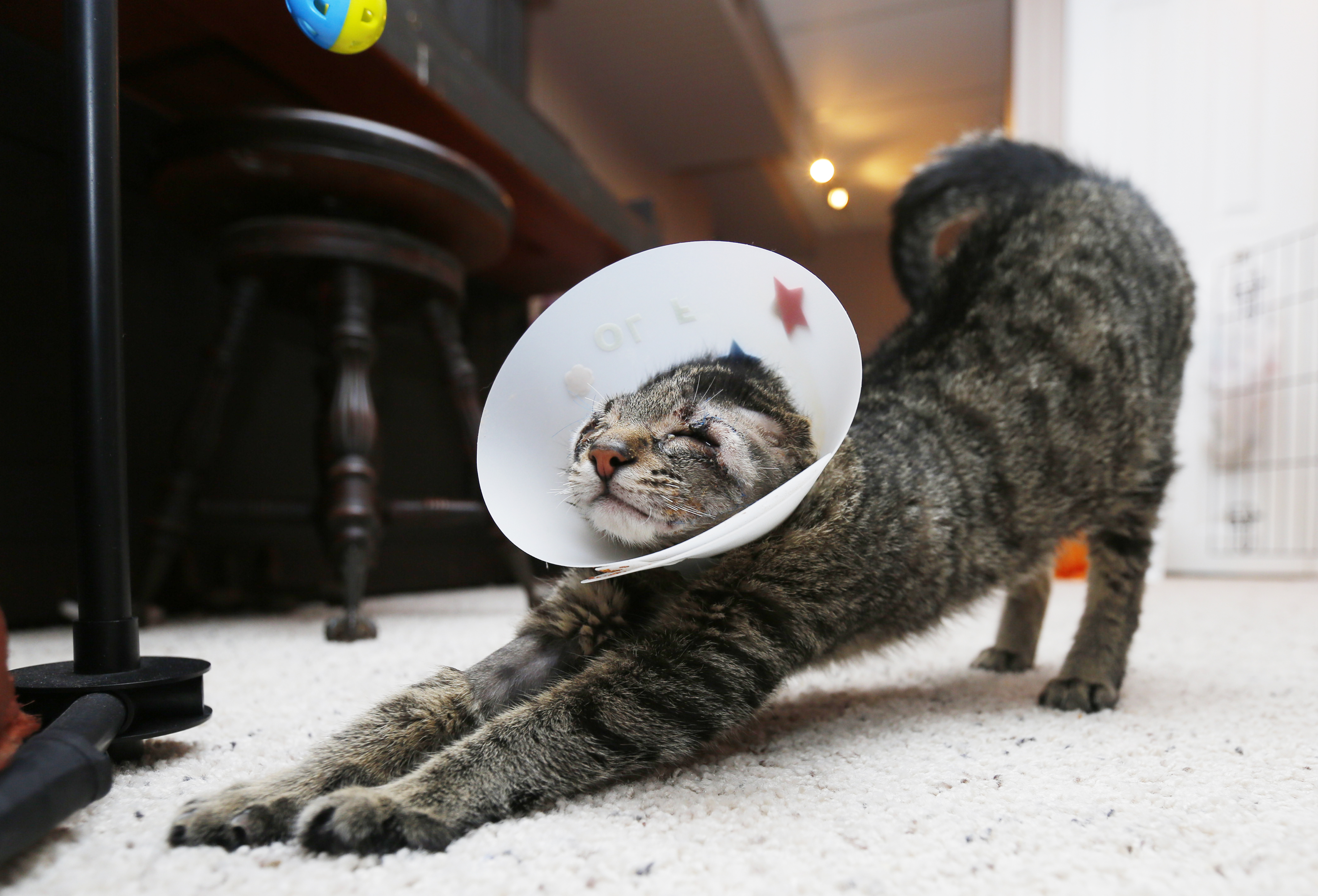 Kitten recovering after surgery for defect The Blade