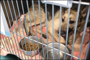 An unnamed 1- to 2-year-old German shepherd was brought into the Lucas Canine Care and Control with a bullet wound. The dog is currently on pain medication and resting.