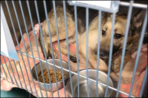 June, a one to two-year-old German shepherd, was brought into the Lucas Canine Care and Control with a bullet wound.
